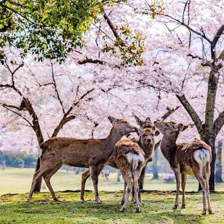 Discover Osaka+Kyoto+Nara (3in1),2027 gallery 3